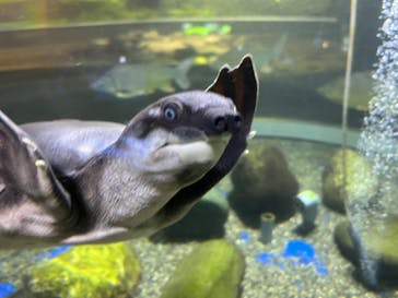 サケのふるさと 千歳水族館に投稿された画像（2023/8/11）