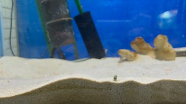 サケのふるさと 千歳水族館に投稿された画像（2023/8/11）