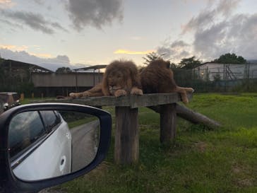 那須サファリパークに投稿された画像（2023/8/11）