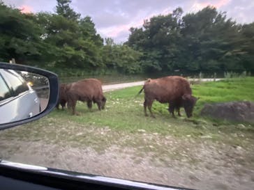 那須サファリパークに投稿された画像（2023/8/11）