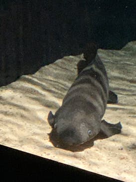 環境水族館アクアマリンふくしまに投稿された画像（2023/8/11）