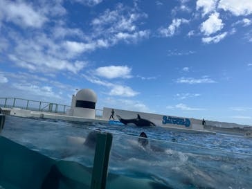 鴨川シーワールドに投稿された画像（2023/8/11）