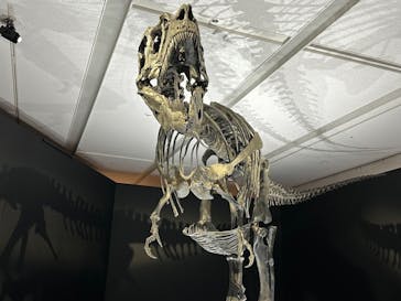 DinoScience 恐竜科学博 2023@TOKYO MIDTOWNに投稿された画像（2023/8/11）