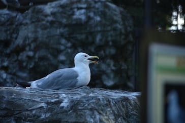 よこはま動物園ズーラシアに投稿された画像（2023/8/11）