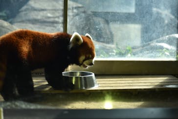 よこはま動物園ズーラシアに投稿された画像（2023/8/11）