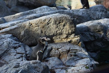 よこはま動物園ズーラシアに投稿された画像（2023/8/11）