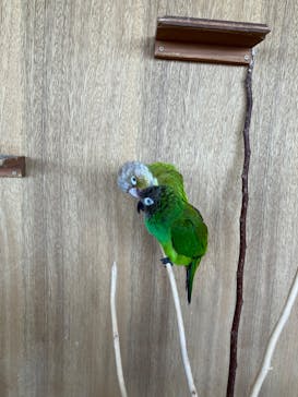 Moff animal cafe 小田原ダイナシティ店に投稿された画像（2023/8/11）