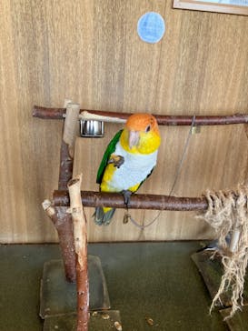 Moff animal cafe 小田原ダイナシティ店に投稿された画像（2023/8/11）