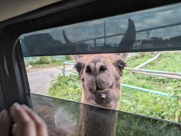 岩手サファリパークに投稿された画像（2023/8/11）
