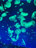 名古屋港水族館に投稿された画像（2023/8/11）