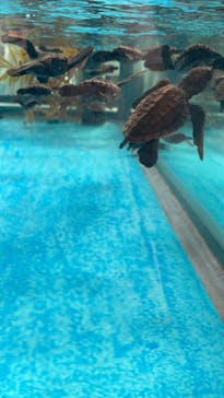 名古屋港水族館に投稿された画像（2023/8/11）