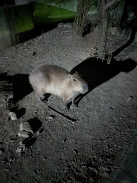 群馬サファリパークに投稿された画像（2023/8/11）