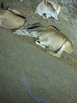 群馬サファリパークに投稿された画像（2023/8/11）