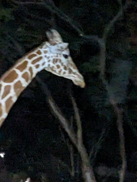 群馬サファリパークに投稿された画像（2023/8/11）