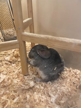 Moff アニマル カフェ イーアス 高尾店に投稿された画像（2023/8/11）