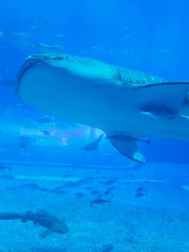 島根県立 しまね海洋館に投稿された画像（2023/8/11）