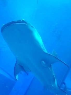 島根県立 しまね海洋館に投稿された画像（2023/8/11）