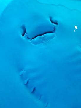 島根県立 しまね海洋館に投稿された画像（2023/8/11）