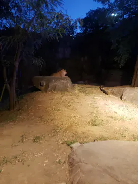 天王寺動物園に投稿された画像（2023/8/11）