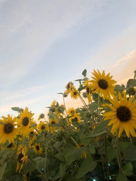 せんだい農業園芸センター　みどりの杜に投稿された画像（2023/8/11）