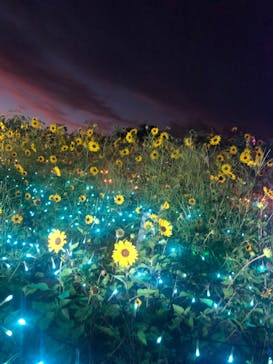 せんだい農業園芸センター　みどりの杜に投稿された画像（2023/8/11）