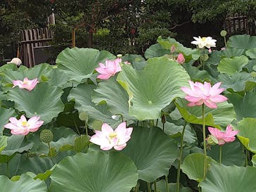 三溪園に投稿された画像（2023/8/11）