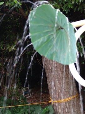 三溪園に投稿された画像（2023/8/11）