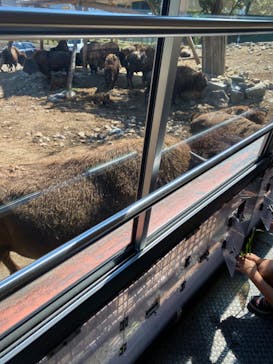 群馬サファリパークに投稿された画像（2023/8/11）