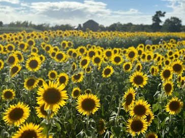 淡路ファームパーク イングランドの丘に投稿された画像（2023/8/12）