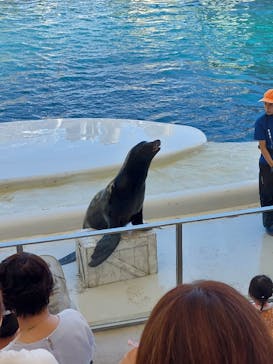 城崎マリンワールドに投稿された画像（2023/8/12）