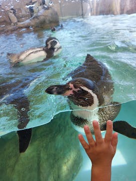 城崎マリンワールドに投稿された画像（2023/8/12）