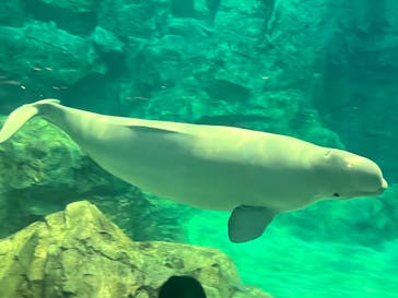 名古屋港水族館に投稿された画像（2023/8/12）