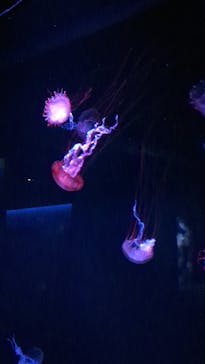 京都水族館に投稿された画像（2023/8/12）