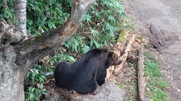 サホロリゾート　ベア･マウンテンに投稿された画像（2023/8/12）