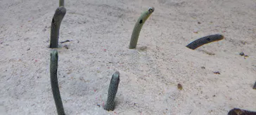 すみだ水族館に投稿された画像（2023/8/12）