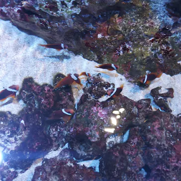 すみだ水族館に投稿された画像（2023/8/12）