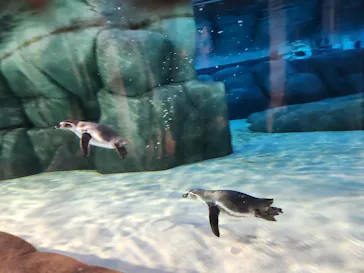 天王寺動物園に投稿された画像（2023/8/12）