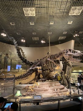 国立科学博物館に投稿された画像（2023/8/12）