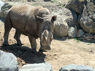 群馬サファリパークに投稿された画像（2023/8/12）