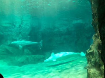 名古屋港水族館に投稿された画像（2023/8/12）