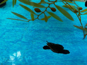 名古屋港水族館に投稿された画像（2023/8/12）