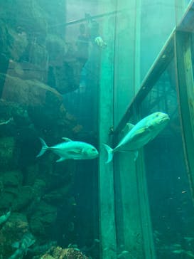 城崎マリンワールドに投稿された画像（2023/8/12）