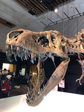 DinoScience 恐竜科学博 2023@TOKYO MIDTOWNに投稿された画像（2023/8/12）