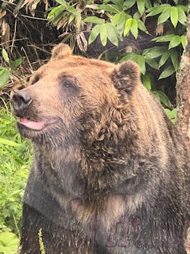 サホロリゾート　ベア･マウンテンに投稿された画像（2023/8/12）