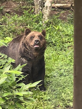 サホロリゾート　ベア･マウンテンに投稿された画像（2023/8/12）