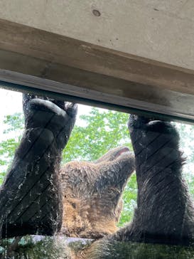 サホロリゾート　ベア･マウンテンに投稿された画像（2023/8/12）