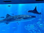 沖縄美ら海水族館に投稿された画像（2023/8/12）