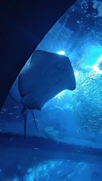 アクアワールド茨城県大洗水族館に投稿された画像（2023/8/12）