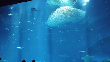 アクアワールド茨城県大洗水族館に投稿された画像（2023/8/12）