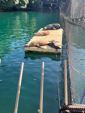 伊豆・三津シーパラダイスに投稿された画像（2023/8/12）